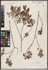 Foto von Salix aurita L. x Salix repens L.